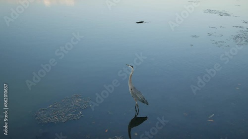 Blue heron standing in shallow water by seawall. Bird flies left over leading lines of sidewalk, green grass and trees.  Coffee Pot Park bayou in St. Petersburg, Florida with blue water and sky.  Near