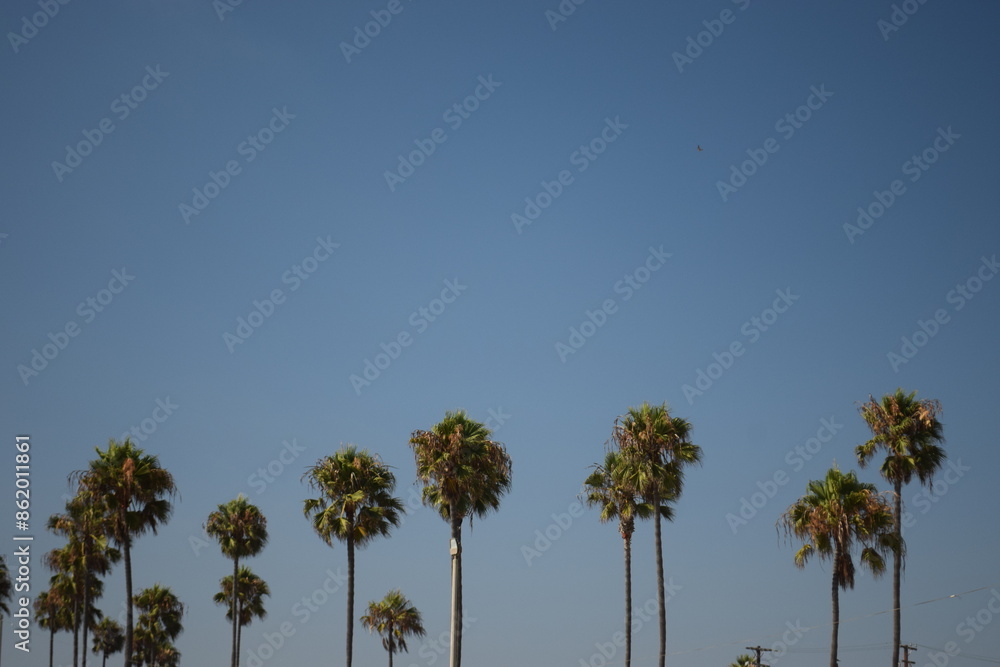 Obraz premium palm trees against blue sky