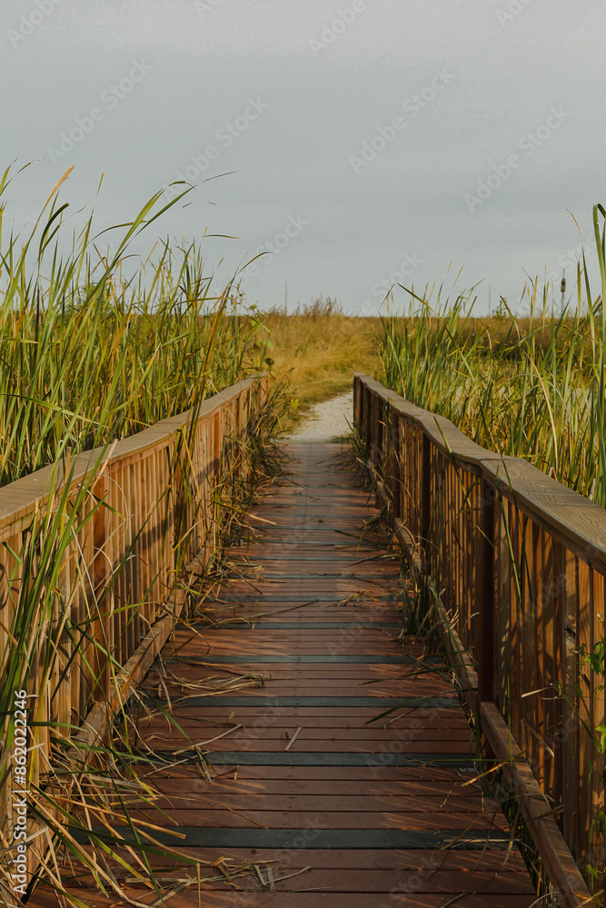 Fototapeta premium boardwalk over tall grass and water