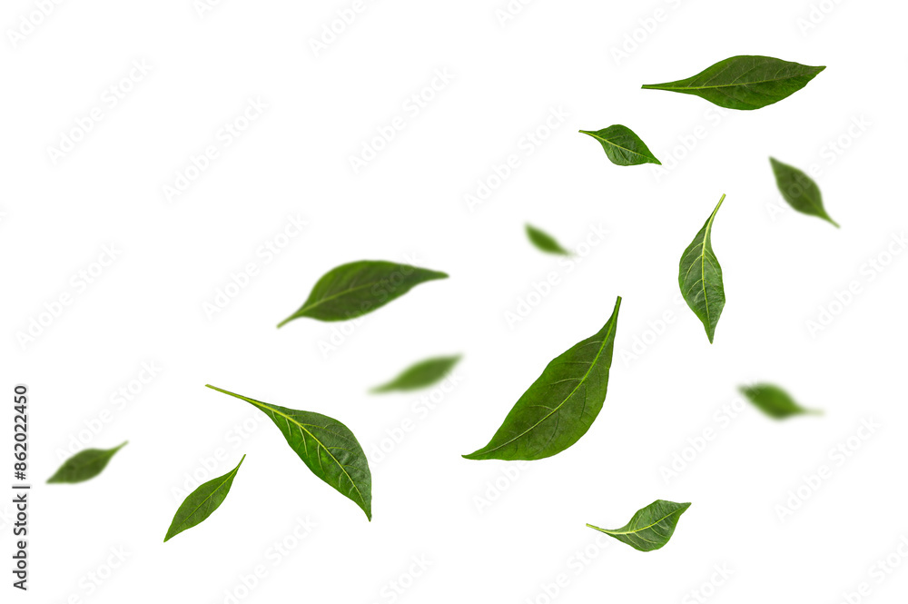 Falling green leaves isolated on white background. Exotic tropical plant concept. Falling green leaves isolated on white background. Exotic tropical plant concept.