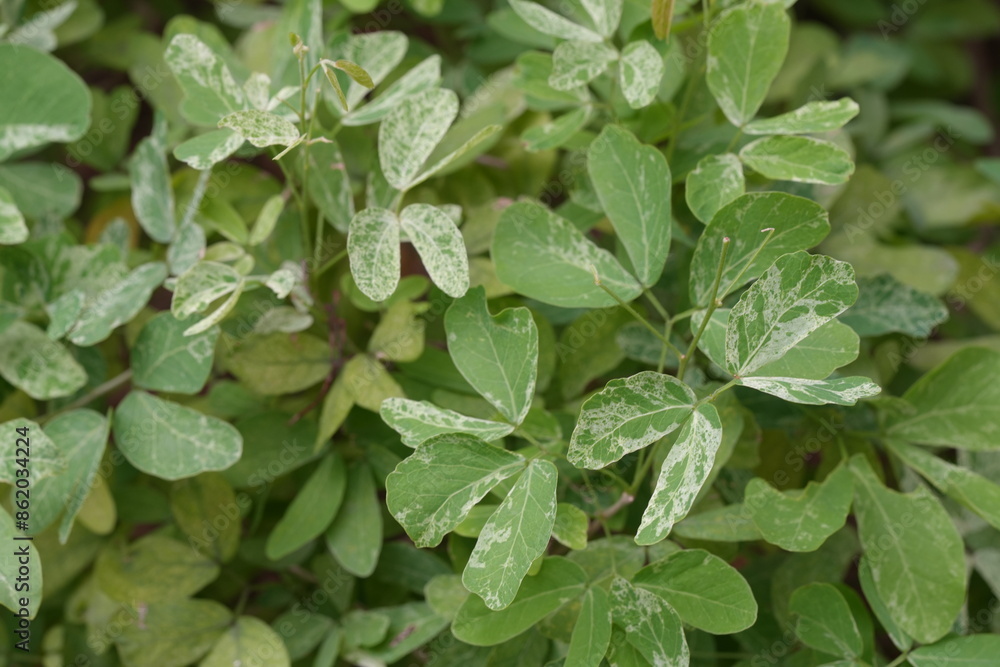 leaves background leaves background