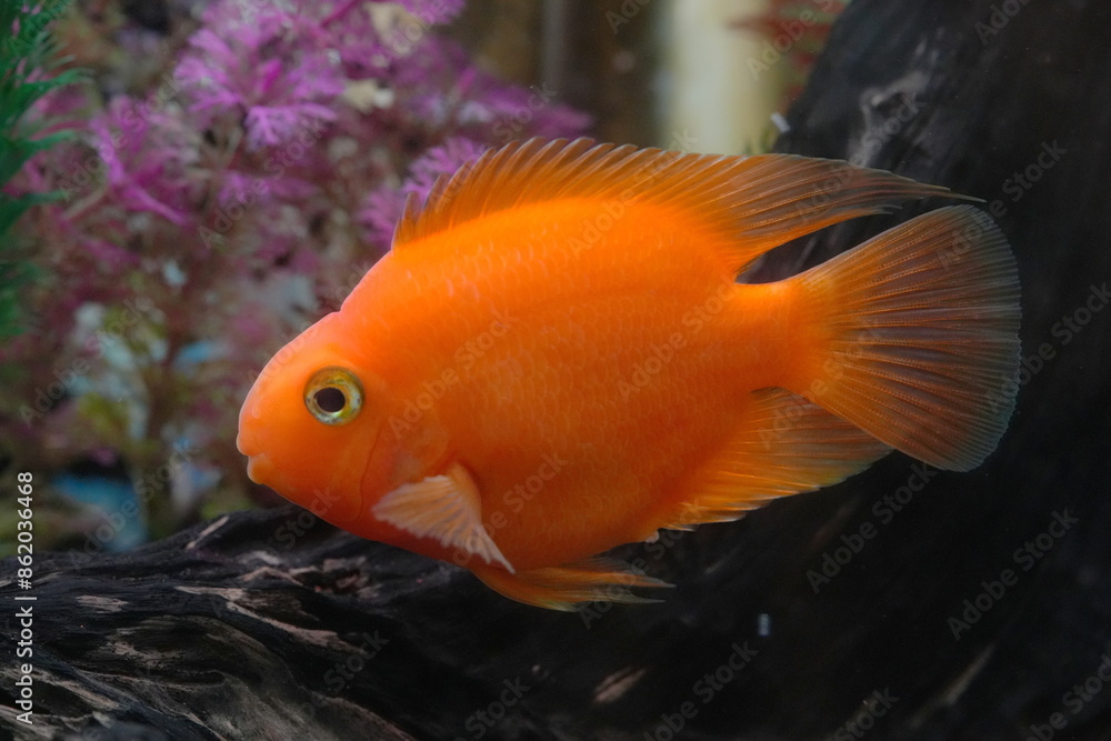 Blood Parrot Cichlids, often simply called Blood Parrots, are a type of hybrid aquarium fish. They are known for their vibrant colors and distinctive appearance.|血鸚鵡魚 Blood Parrot Cichlids, often simply called Blood Parrots, are a type of hybrid aquarium fish. They are known for their vibrant colors and distinctive appearance.|血鸚鵡魚