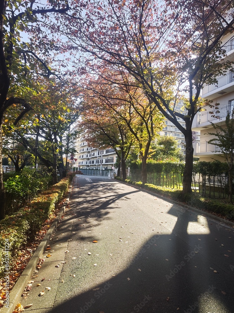 Obraz premium path in the park