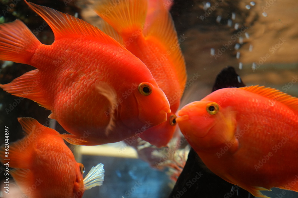 Blood Parrot Cichlids, often simply called Blood Parrots, are a type of hybrid aquarium fish. They are known for their vibrant colors and distinctive appearance.|血鸚鵡魚 Blood Parrot Cichlids, often simply called Blood Parrots, are a type of hybrid aquarium fish. They are known for their vibrant colors and distinctive appearance.|血鸚鵡魚
