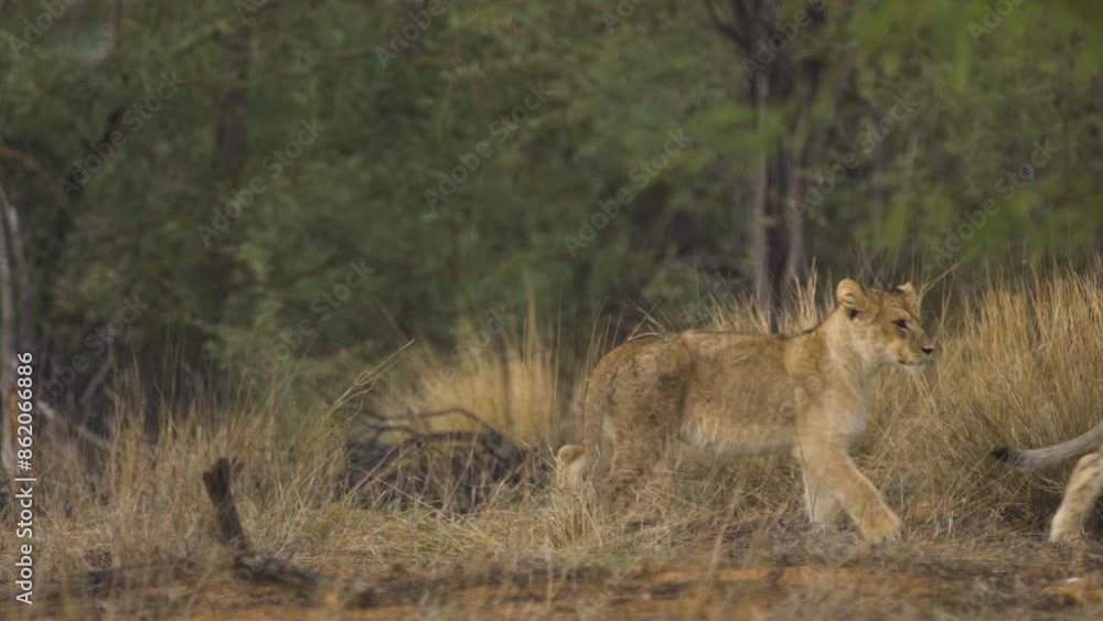 Adorable Lion Cubs on Rainy Day South Africa Adorable Lion Cubs on Rainy Day South Africa