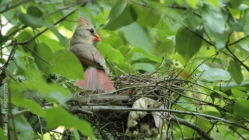 A female northern cardinal or red cardinal (Cardinalis cardinalis)  in the nest.