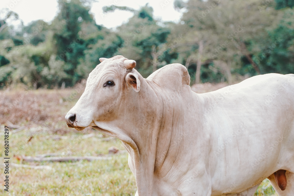 Cattle breeding in Brazil. Livestock and farming are the main activities that drive Brazil's economy. Cattle breeding in Brazil. Livestock and farming are the main activities that drive Brazil's economy.