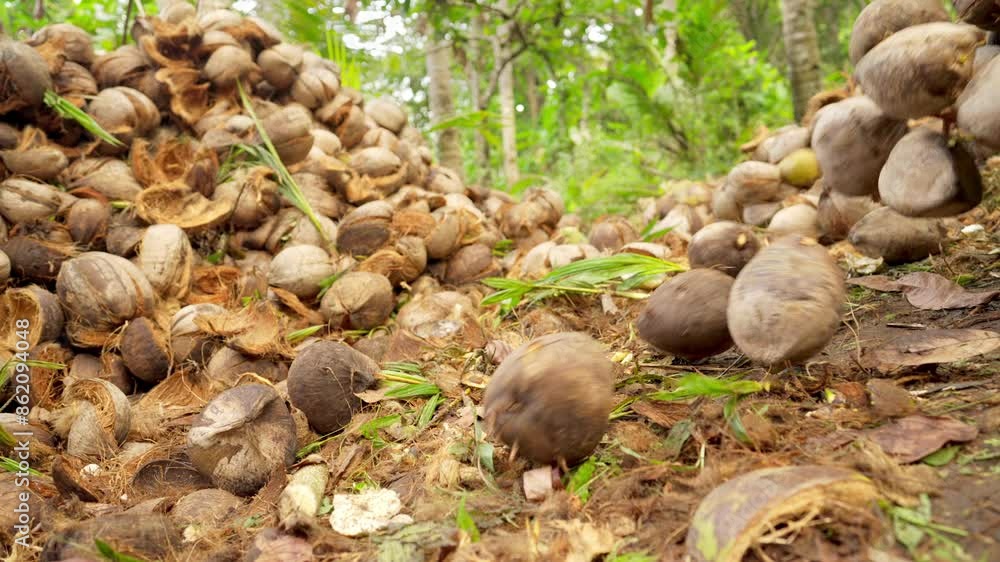 coconut harvest for copra production on small-scale farm, husks in background, falling in slow motion, rural agriculture coconut harvest for copra production on small-scale farm, husks in background, falling in slow motion, rural agriculture