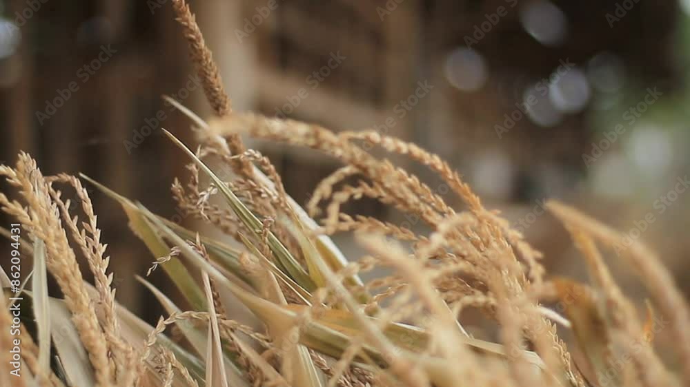 Dried corn for feed Dried corn for feed