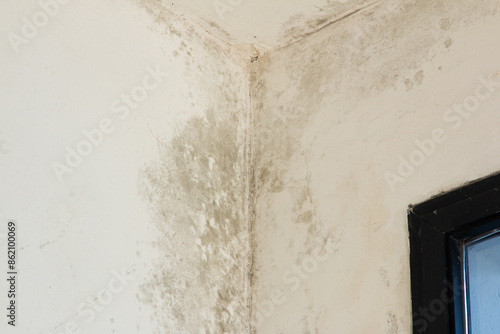Mold on white wall. Dampness causing fungus on the wall © Gustavo