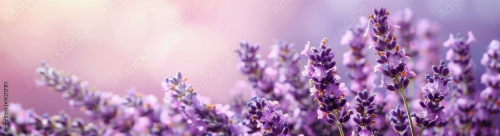 Obraz premium Close Up of Lavender Flowers in a Field on a Sunny Day