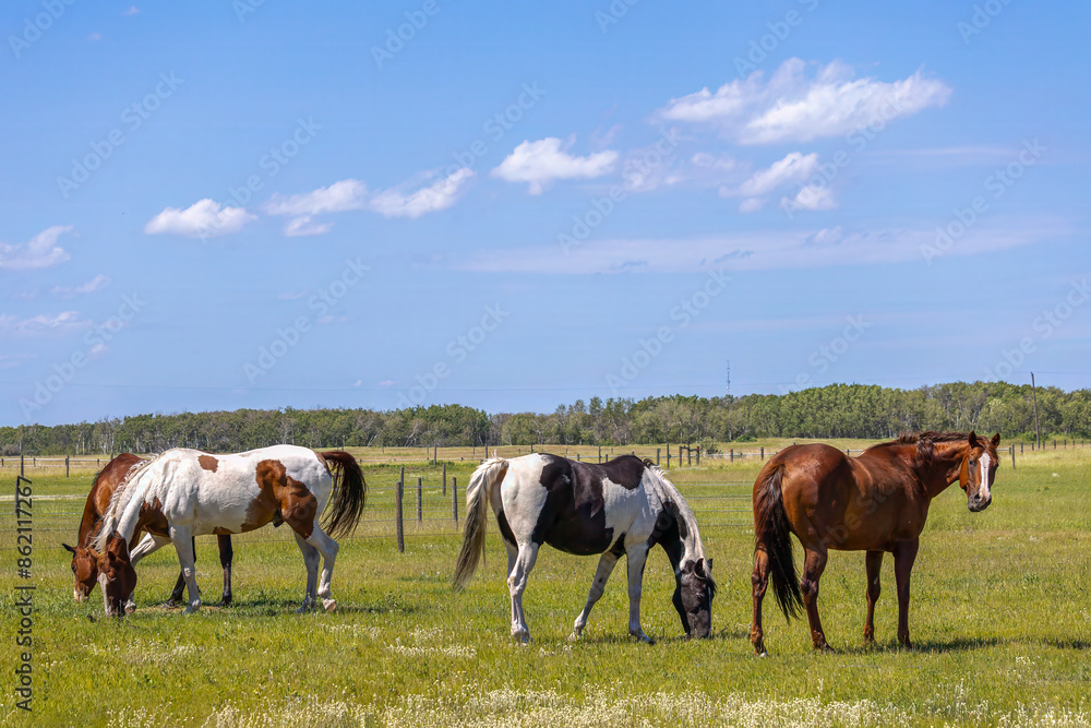 Obraz premium Four horses in pasture in rural Saskatchewan
