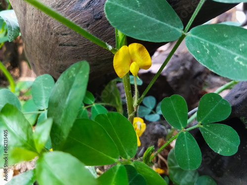 Arachis hypogaea is one of the types of nuts that people love