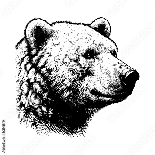 Polar bear in black and white animal drawing,