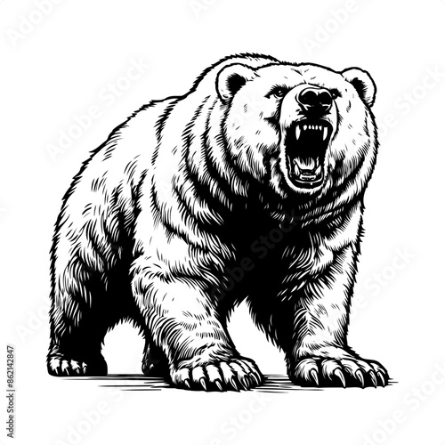 Polar bear in black and white animal drawing,