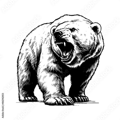 Polar bear in black and white animal drawing,