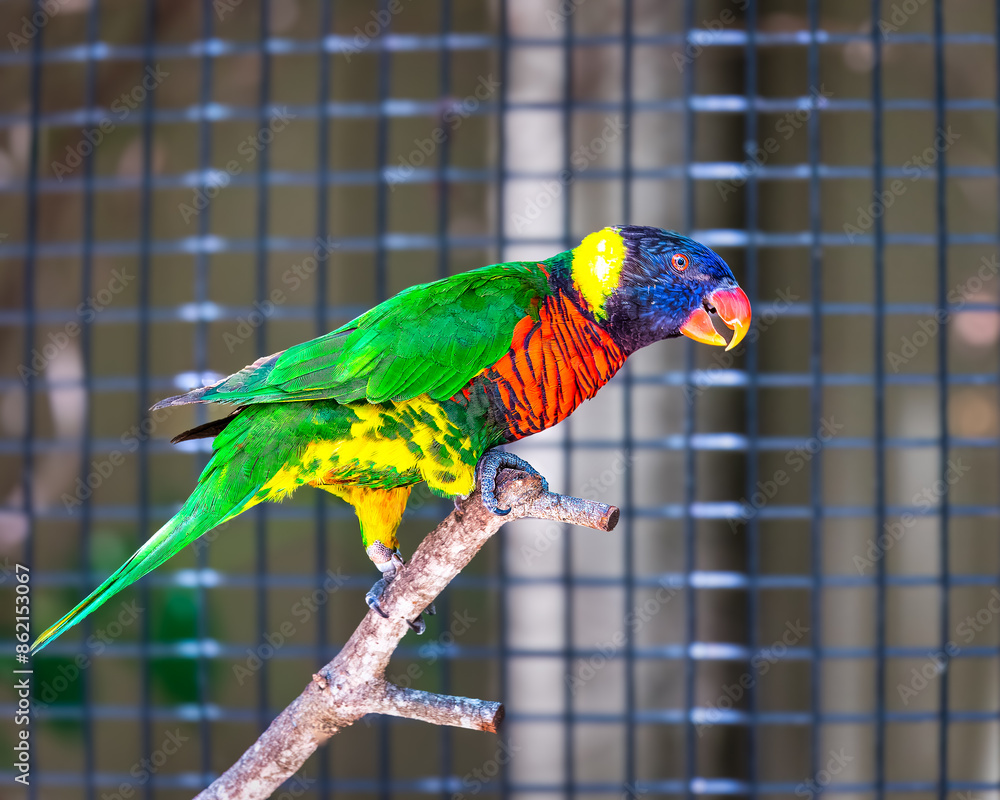 Obraz premium Rainbow Lorikeet bird in the Zoo