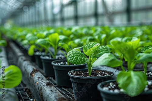 Green seedlings grow in pots lined up in a greenhouse, ready for planting in fertile soil, showcasing the early stages of plant cultivation and agricultural preparation. © LifeMedia
