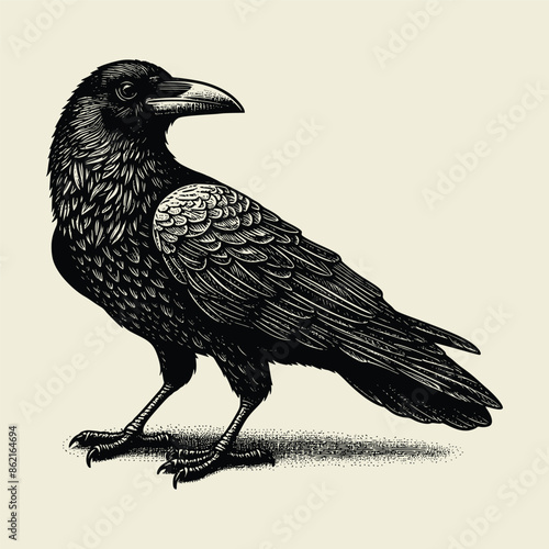 Crow  vector illustration with old engraving style. handrawn crow vector illustration vintage retro style