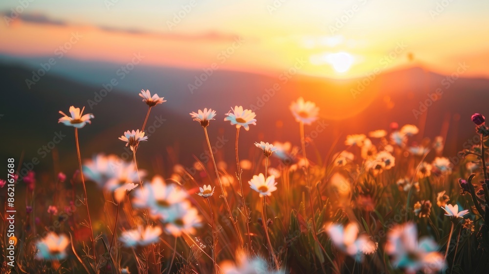 Fototapeta premium White wildflowers on a mountain during a stunning summer sunset with selective focus