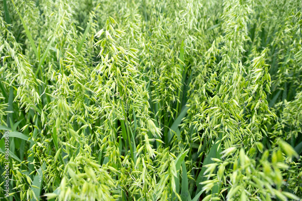 Obraz premium vibrant green expanse young oats swaying in breeze, ripening crop diligent farmer, farming landscape, promise rich fruitful harvest, Nature's bounty