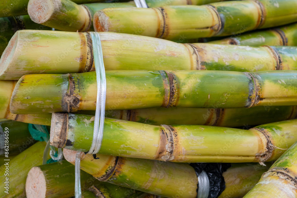 Stems of fresh sugar cane plant for squeezing juice on Portobello roan food market in London Stems of fresh sugar cane plant for squeezing juice on Portobello roan food market in London