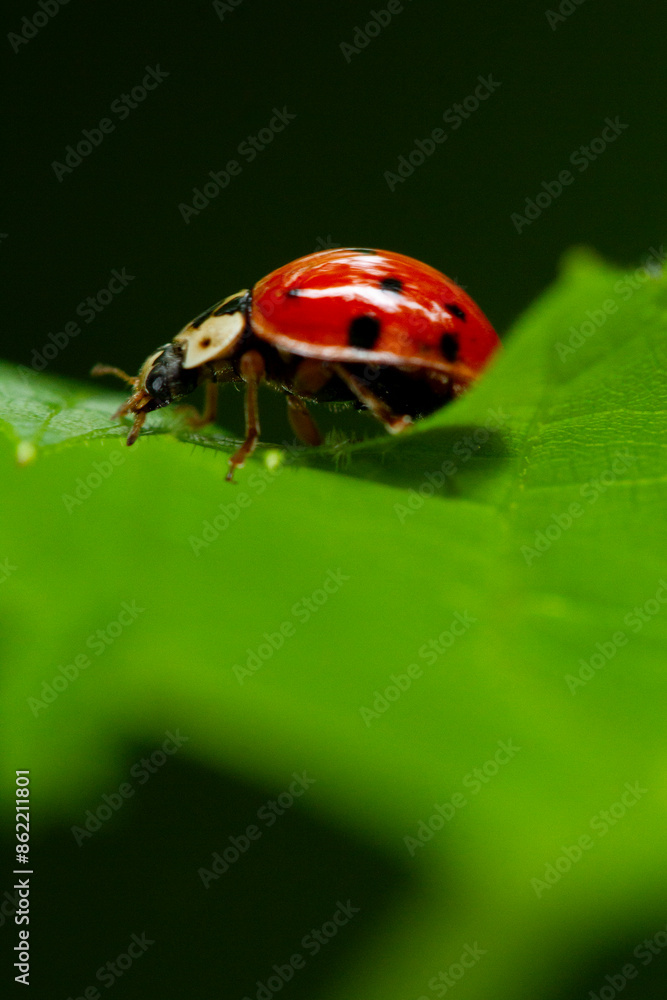 Fototapeta premium Macro portrait of a Ladybug (Coccinellidae) exploring a green leaf against dark backdrop