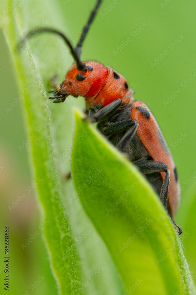 Fototapeta premium Macro portrait of red milkweed beetle (Tetraopes tetrophthalmus) exploring the leaves of Asclepias plant