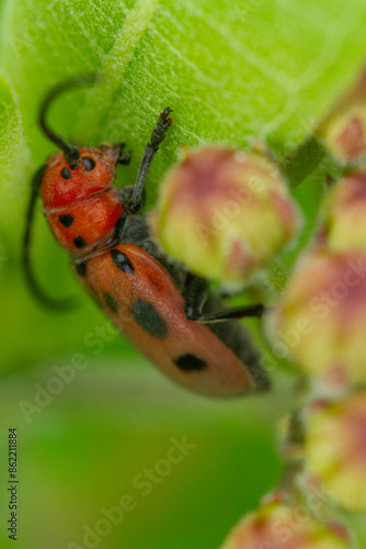 Macro portrait of red milkweed beetle (Tetraopes  tetrophthalmus) exploring the leaves of Asclepias plant photo