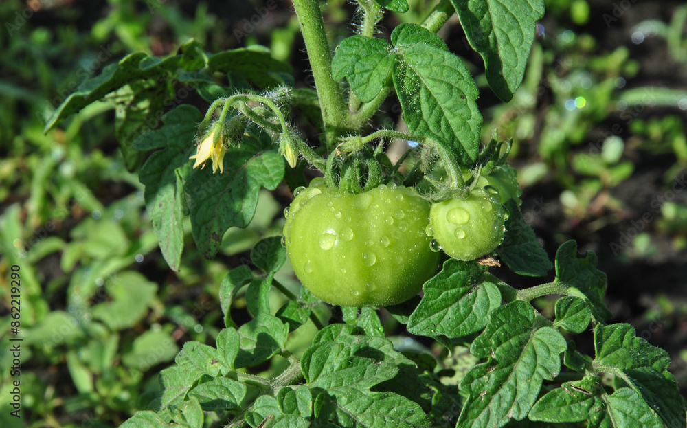 green tomatoes with raindrops on the garden bed close-up green tomatoes with raindrops on the garden bed close-up