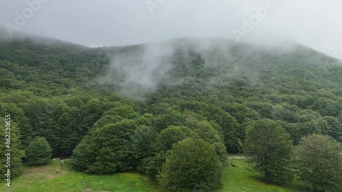 Aerial view of a beech forest in a cloudy day photo