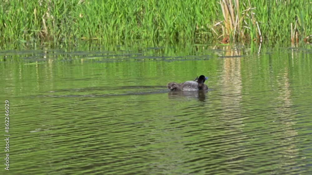The Life of the Greater Scaup: Aythya marila in the Lakes of Canada The Life of the Greater Scaup: Aythya marila in the Lakes of Canada