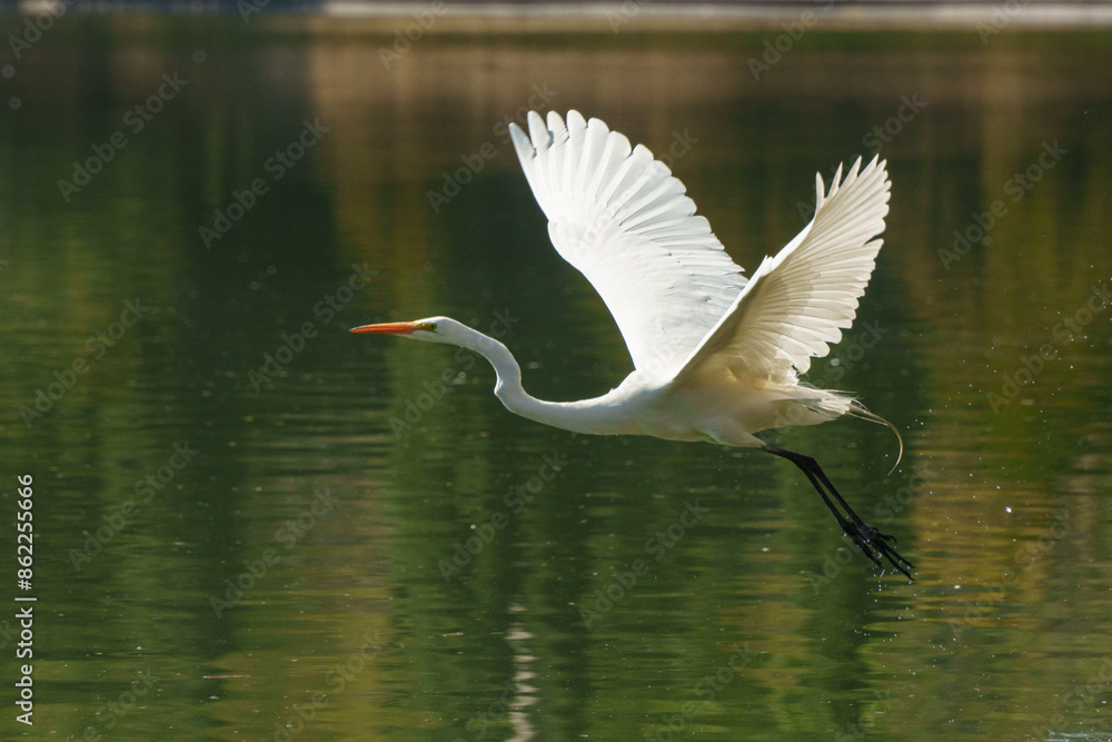 Life of heron in a lake Life of heron in a lake