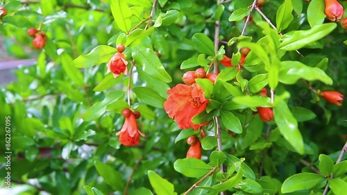 A closed pomegranate flower on a tree branch. Green foliage. A bush of a thermophilic plant. Garden.