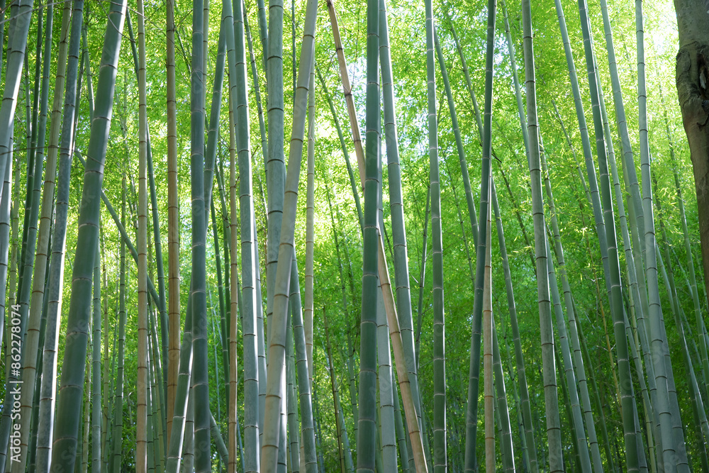 竹 竹林
竹 竹林