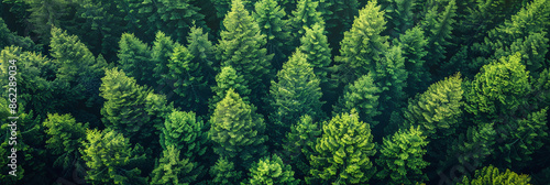 Lush Green Forest Canopy: Nature's Majesty from Above