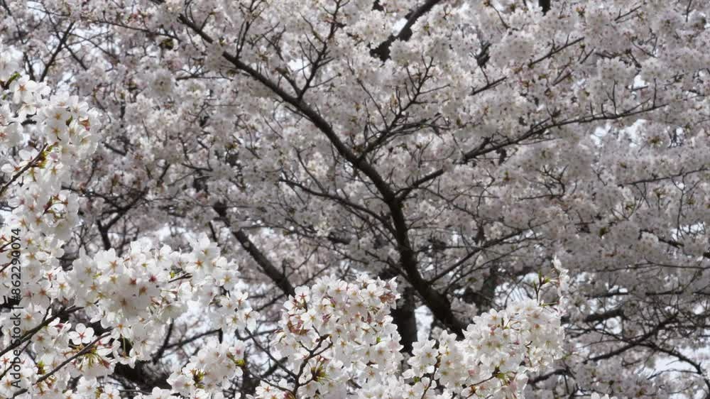 2024入間川の桜 2024入間川の桜