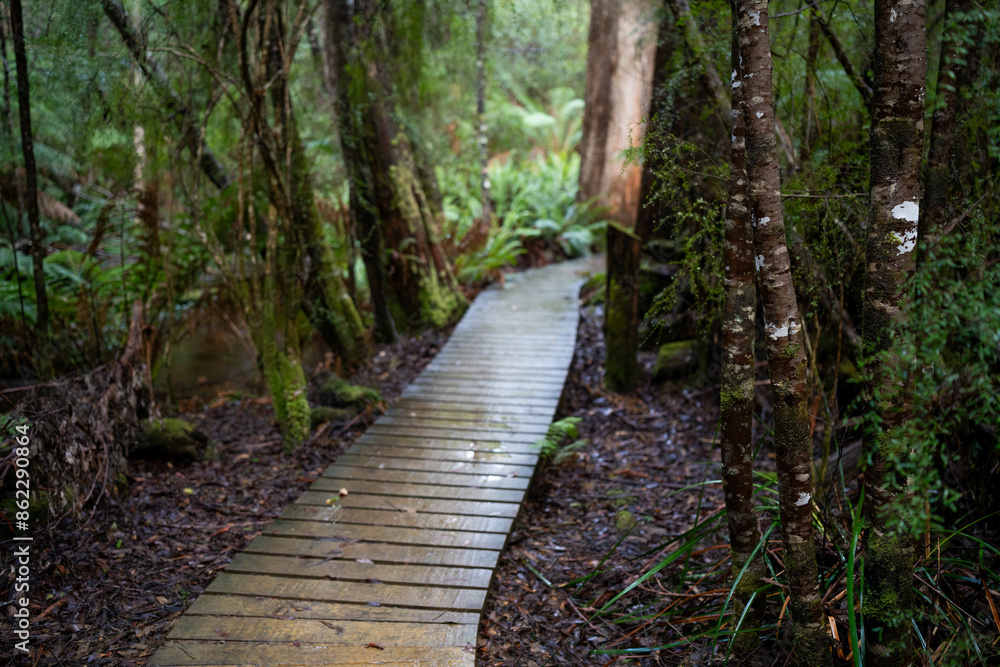 toddler hiking in the forest in winter wearing a beanie, walking on a trail in the australian bush. child exploring in nature and studying the environment and learning toddler hiking in the forest in winter wearing a beanie, walking on a trail in the australian bush. child exploring in nature and studying the environment and learning