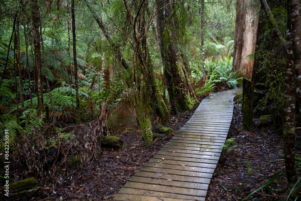 toddler hiking in the forest in winter wearing a beanie, walking on a trail in the australian bush. child exploring in nature and studying the environment and learning toddler hiking in the forest in winter wearing a beanie, walking on a trail in the australian bush. child exploring in nature and studying the environment and learning
