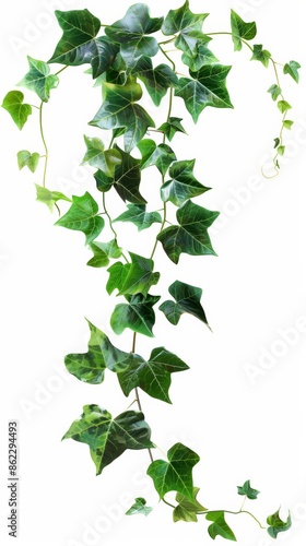 Green ivy plant on white background