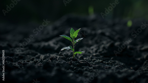 Young Green Plant Sprouting from Dark Soil, Symbolizing Growth and New Beginnings