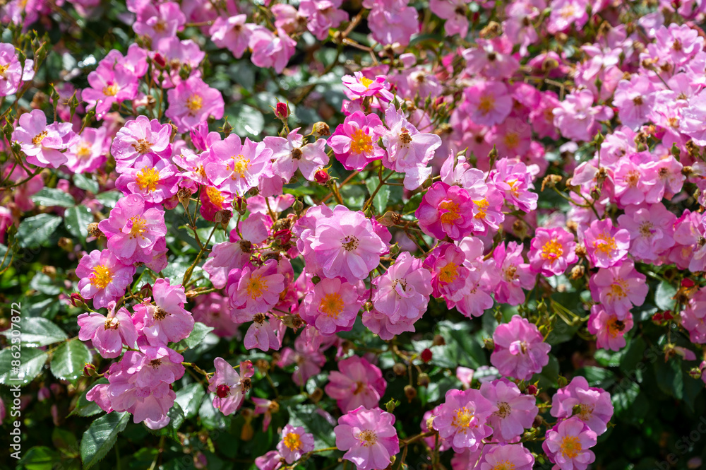 Blossom of pink rose rosehips flowers growing in public gardens in Bordeaux, France in sunny day. Blossom of pink rose rosehips flowers growing in public gardens in Bordeaux, France in sunny day.