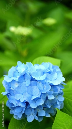 Beautiful view of many blue hydrangea flowers blooming on June, Nature or outdoor, 4K Slow motion, Vertical video for smartphone footage	 photo