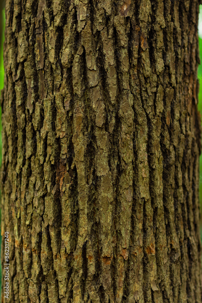 Naklejka premium tree