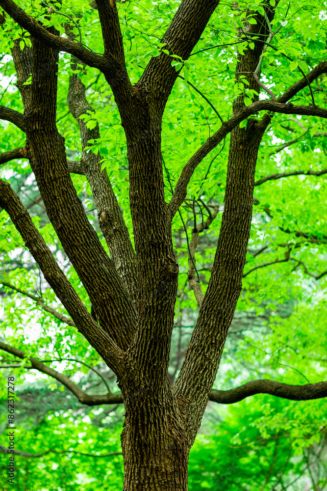 Fototapeta premium tree in the forest
