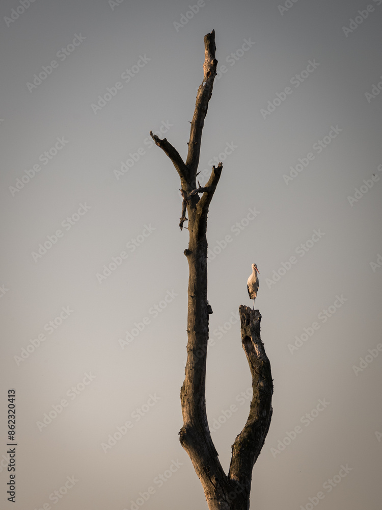 Fototapeta premium Storch