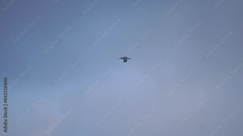 seagull is flying in the sky above a cloudy blue sky. The bird is flying low to the ground, and it is the only object in the image. seagull is flying in the sky above a cloudy blue sky. The bird is flying low to the ground, and it is the only object in the image.