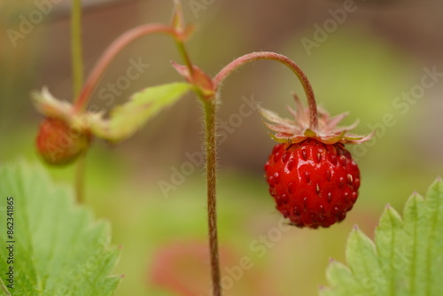 ナワシロイチゴ