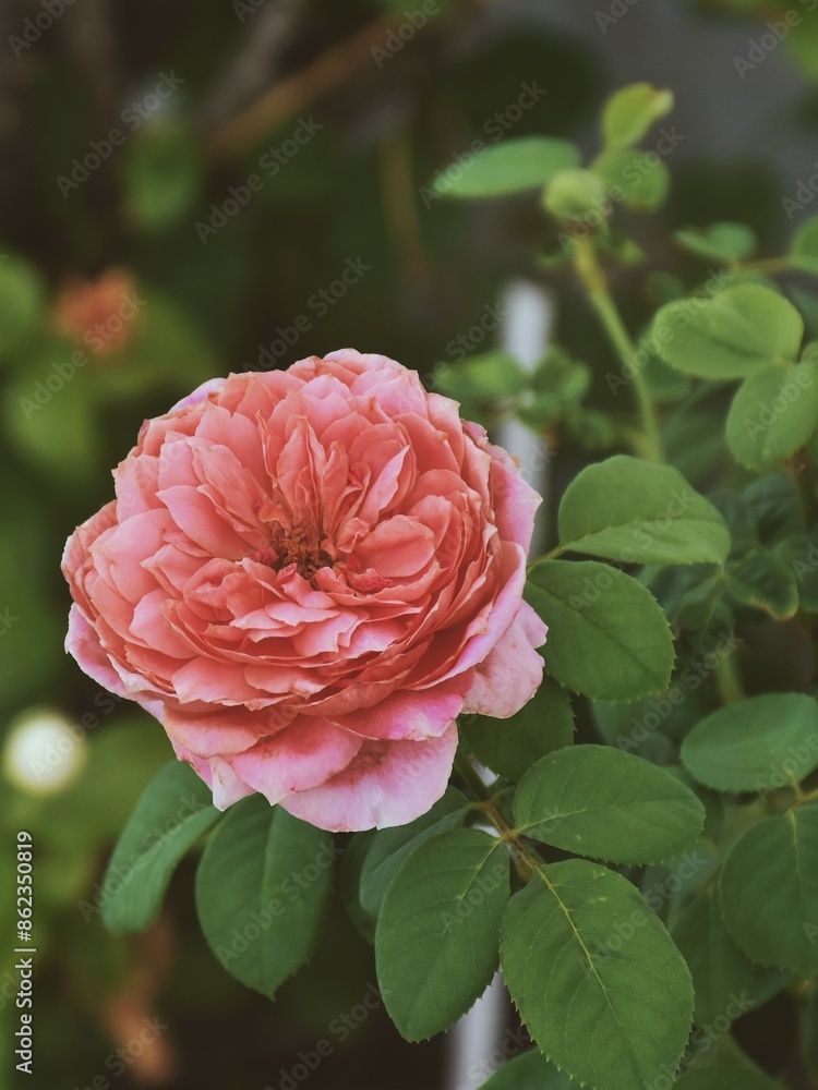 Pink rose close-up against the background of green foliage lit by natural sunlight. Beautiful flowering plants in the summer garden. Pink rose close-up against the background of green foliage lit by natural sunlight. Beautiful flowering plants in the summer garden.