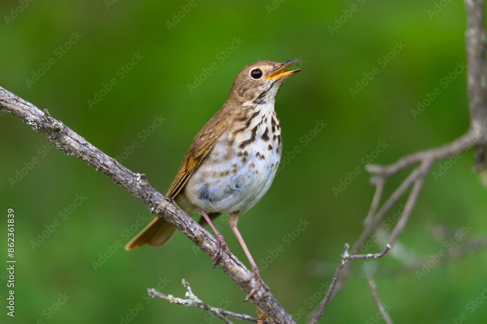 A Hermit Thrush Singing near Atlanta, Michigan. A Hermit Thrush Singing near Atlanta, Michigan.